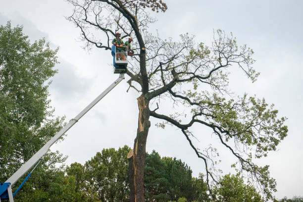 Professional Tree Service in Hilliard, FL